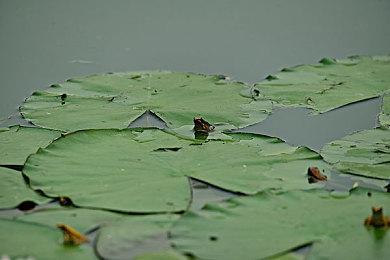 下载量50万的《上古卷轴5》MOD作者不堪骚扰而弃坑